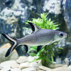 Oddball Arowana: Silver Bala Shark