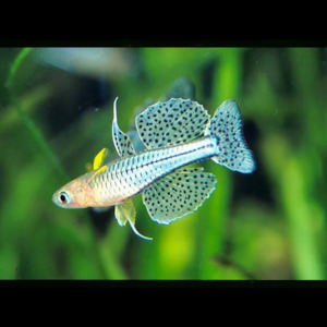 Rainbow Fish: Gertrude's Blue Eye