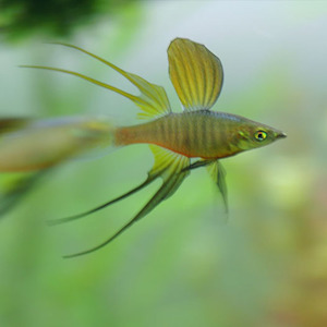 Rainbow Fish: Featherfin Rainbow Fish