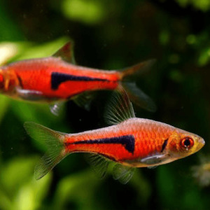 Rasbora Danio: Lambchop Espei Rasbora