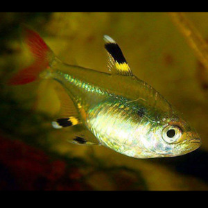 Pristella Tetra