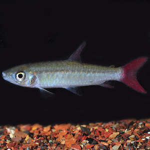 Tetras: Pink Tail Chalceus