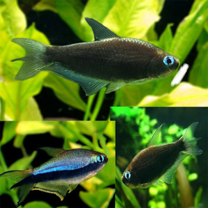 Black Emperor Tetra