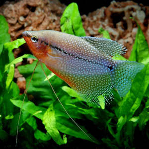 Pearl Gourami