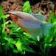 Pearl Gourami