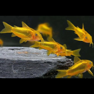 All Aquarium Fish: Gold Laser Cory
