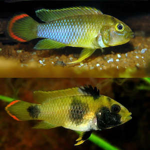 Apistogramma: Apistogramma Nijsseni