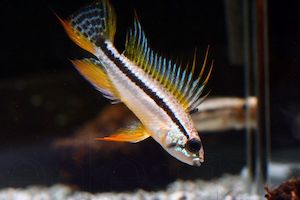 Apistogramma Shishita
