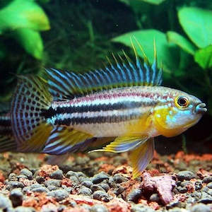 Apistogramma Bitaeniata (Males)