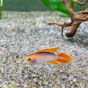 Apistogramma: Apistogramma Agassizii Gold Fire Red