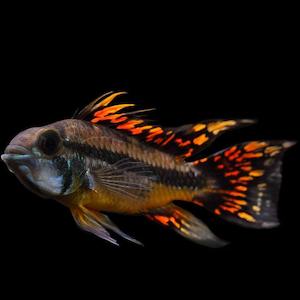 Apistogramma: Apistogramma Cacatuoides Triple Red (Male)