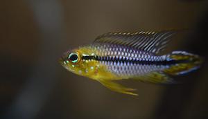 Apistogramma Agassizii Alenquer