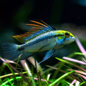 Apistogramma: Apistogramma Trifasciata