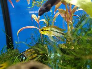 Apistogramma: Apistogramma Viejita