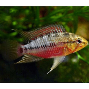 Apistogramma: Apistogramma Hongsloi
