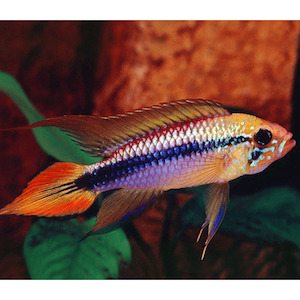 Apistogramma Agassizii Double Red