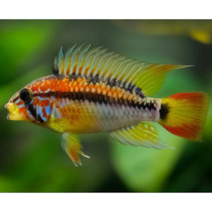 Apistogramma: Apistogramma Macmasteri