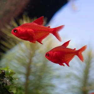 Red Cherry Tetra
