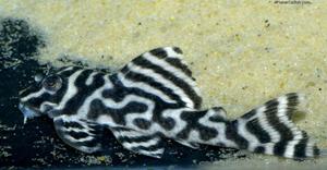 Products: King Tiger Pleco (L333)