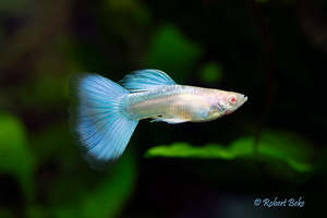Albino Japan Blue Guppy (Pair)
