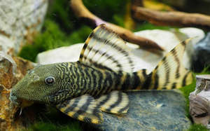 Iquitos Tiger Pleco (L226)