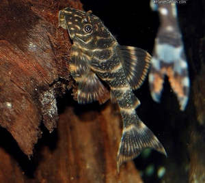 Clown Pleco (L104)