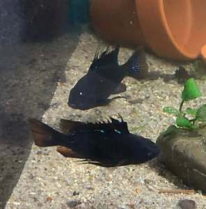 Black Ram (Isreali Gene)