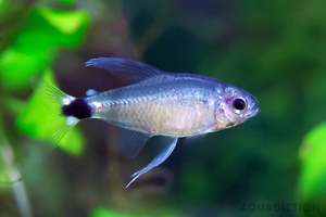 All Aquarium Fish: Reed Tetra