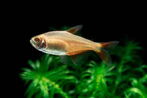 All Aquarium Fish: Albino Buenos Aires Tetra