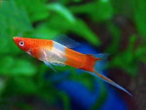 All Aquarium Fish: Koi Swordtail