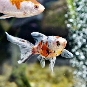 All Aquarium Fish: Shubunkin Goldfish