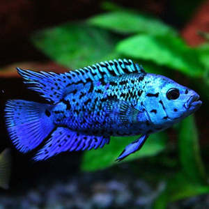 American Cichlids: Electric Blue Jack Dempsey