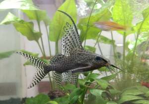 Catfish Corydora: Feather Fin Synodontis (Wild Caught)