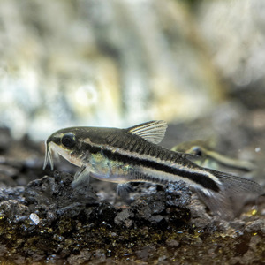 Pygmy Cory