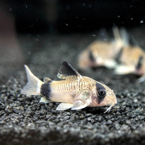 Catfish Corydora: Panda Cory
