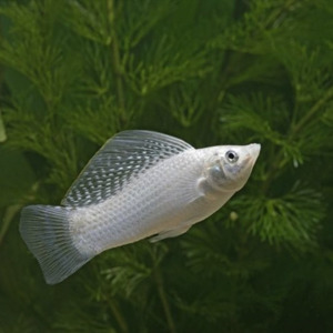 Livebearers: Silver Sailfin Molly