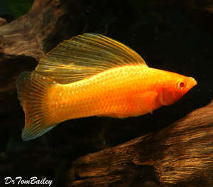Golden Sailfin Molly