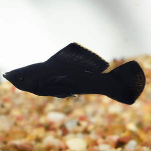 Livebearers: Black Sail-fin Molly