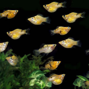 Livebearers: Assorted Balloon Molly