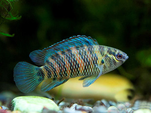Oddball Arowana: Burmese Badis (Badis Badis)