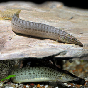 Oddball Arowana: Barred Spiny Eel