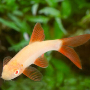 Oddball Arowana: Golden Rainbow Shark