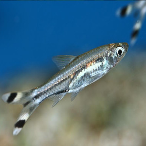 Scissortail Rasbora