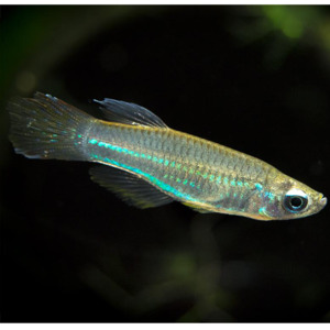 Emerald Eye Rasbora