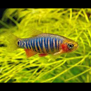 Emerald Dwarf Rasbora