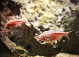 Blind Cave Tetra