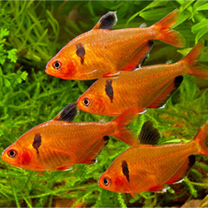 Tetras: Serpae Tetra