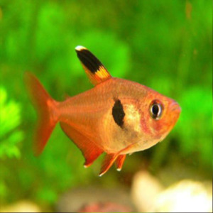 Tetras: Red Phantom Tetra