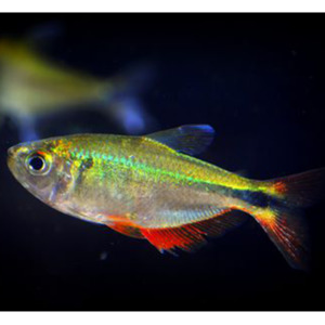 Tetras: Head & Tail Light Tetra