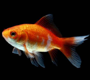 Goldfish: Comet Goldfish